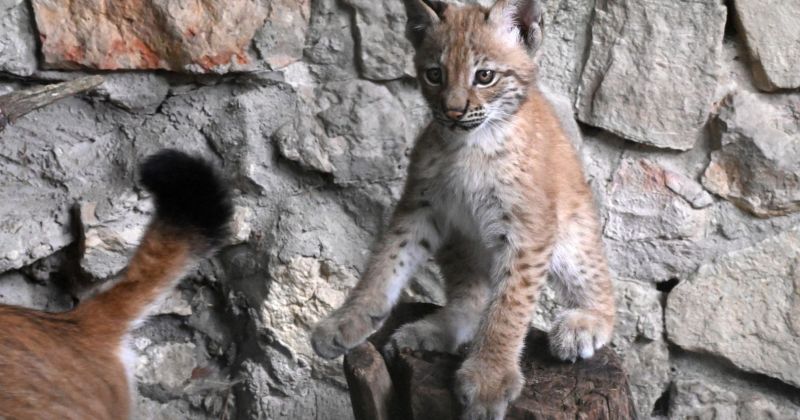 Jēkabpils novada pa&scaron;valdība precizē lū&scaron;u mazulītes vārda izvēles kritērijus
