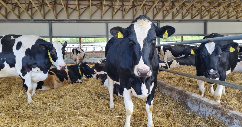 Saimniecībā &ldquo;Kalna Dambrāni&rdquo; atklāj Dzemdību nodaļu