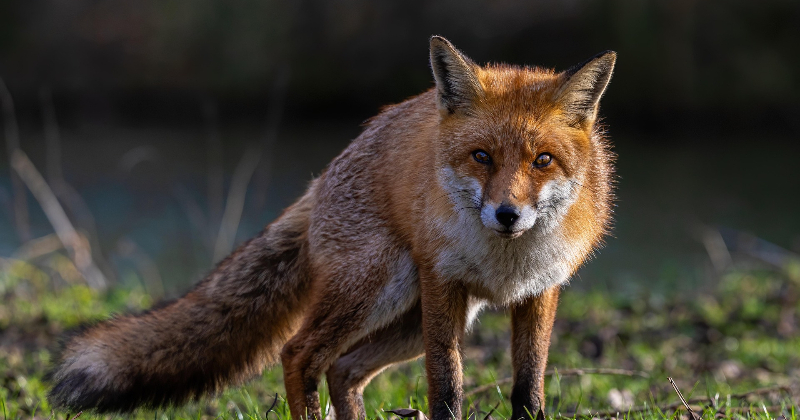 PVD sāk meža dzīvnieku vakcināciju pret trakumsērgu