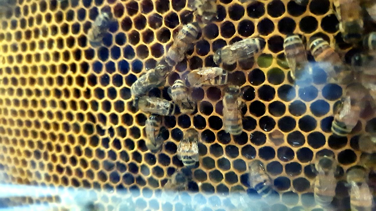 Medus dienas akcijā apmeklētājus gaida trīs Jēkabpils novada biškopji