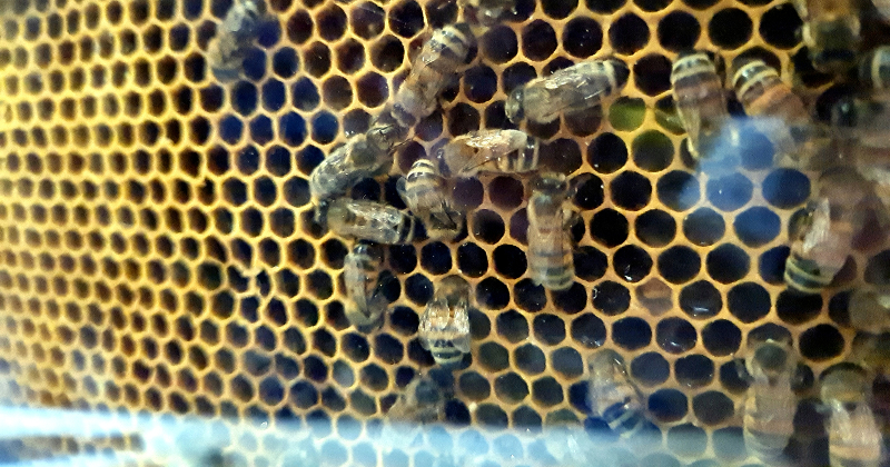 Medus dienas akcijā apmeklētājus gaida trīs Jēkabpils novada bi&scaron;kopji