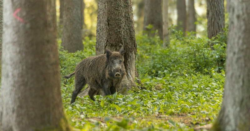 Zasas pagastā mežacūkai konstatē Āfrikas cūku mēri; mājas cūku turētājus aicina būt uzmanīgiem