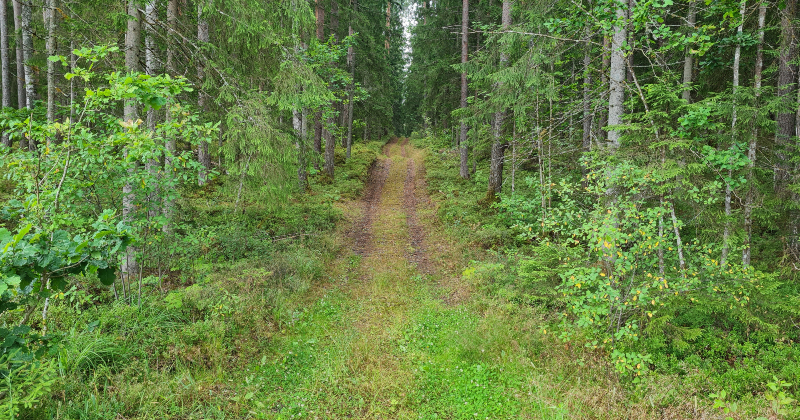 Aicina pieteikties bezmaksas semināram par meža apsaimnieko&scaron;anu