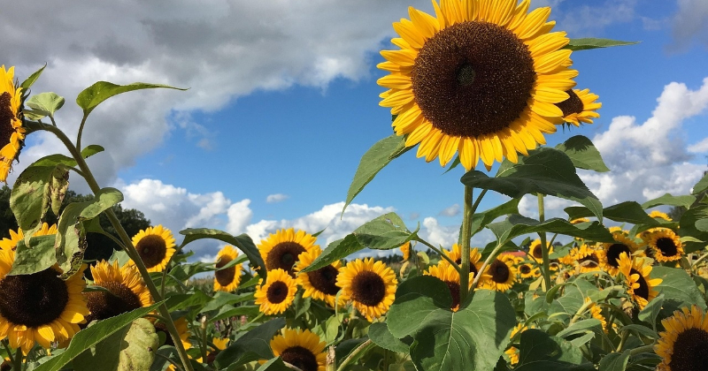 Sausais un siltais laiks ilgs līdz nedēļas vidum