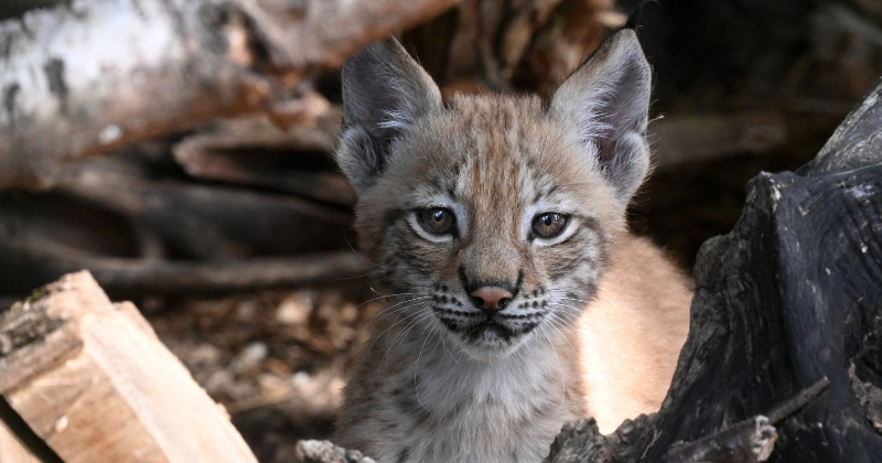 Jēkabpils novada iedzīvotāji izvēlēju&scaron;ies vārdu lū&scaron;u mazulītei