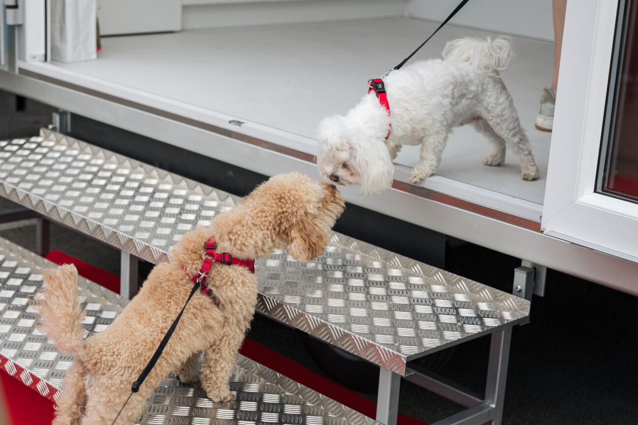 Jēkabpils mājdzīvnieku saimnieki aicināti uz bezmaksas veterinārārstu konsultācijām