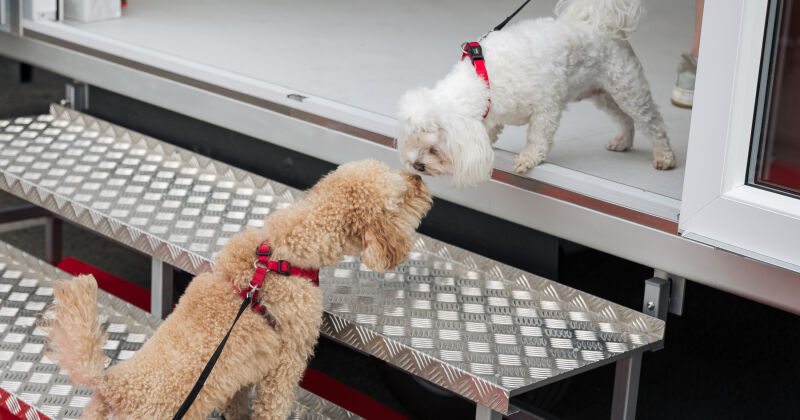 Jēkabpils mājdzīvnieku saimnieki aicināti uz bezmaksas veterinārārstu konsultācijām