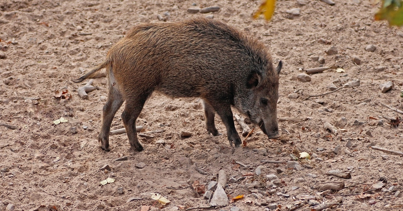 Āfrikas cūku mēris turpina izplatīties &ndash; pārbaudes pastiprina arī Jēkabpils novadā 
