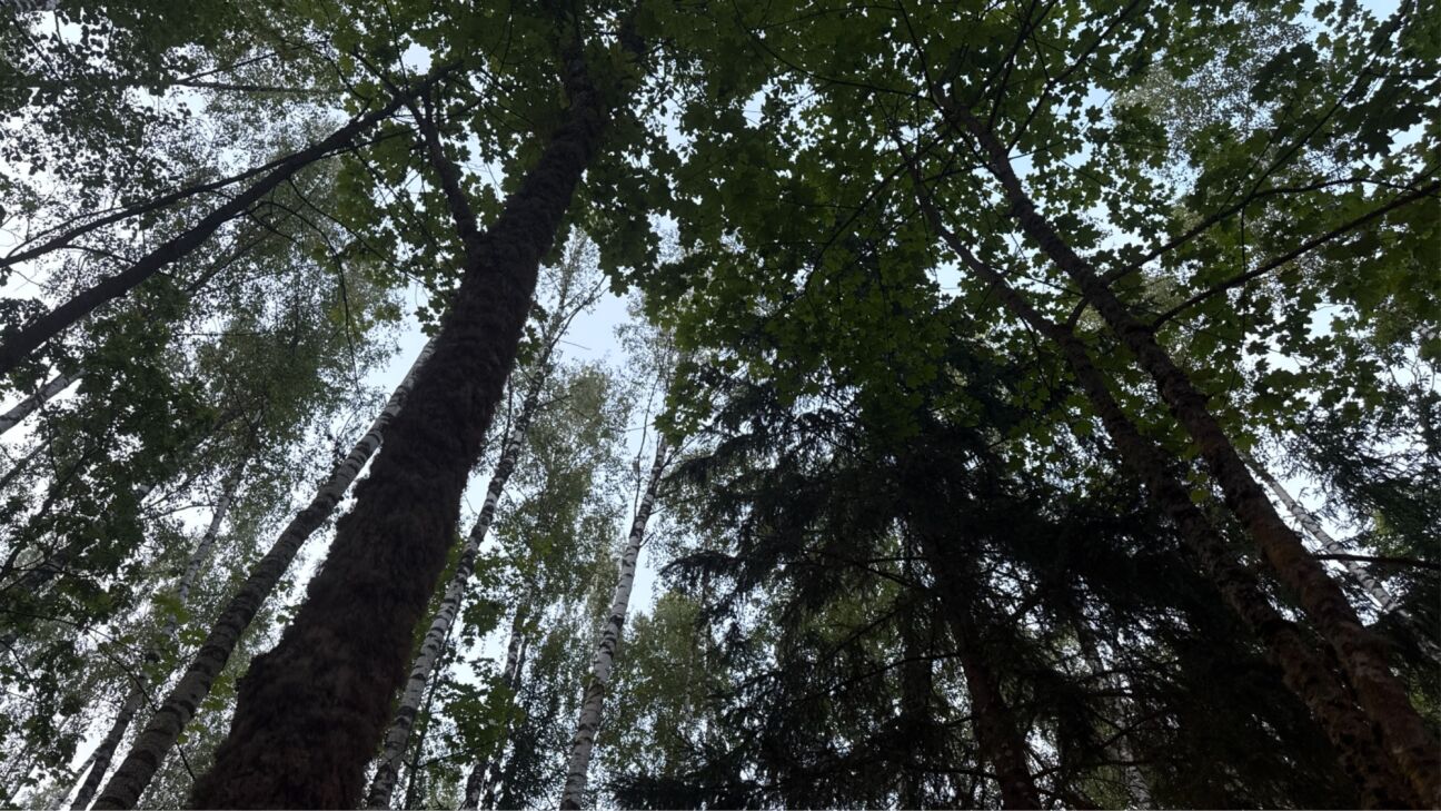 Jēkabpils novadā glābēji ar dronu atrod cilvēku, kurš apmaldījies mežā