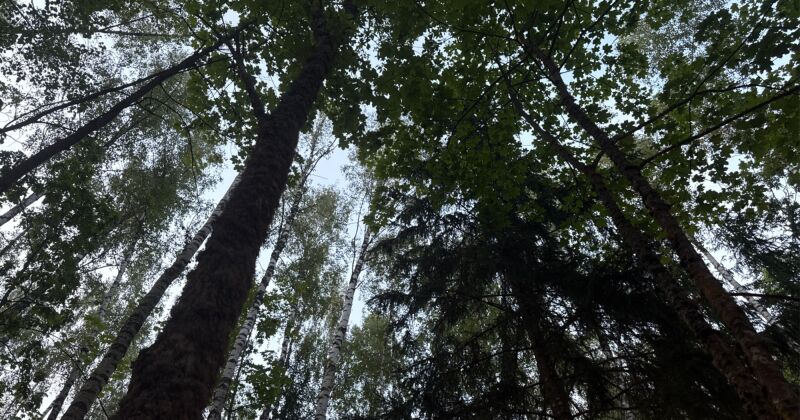 Jēkabpils novadā glābēji ar dronu atrod cilvēku, kur&scaron; apmaldījies mežā