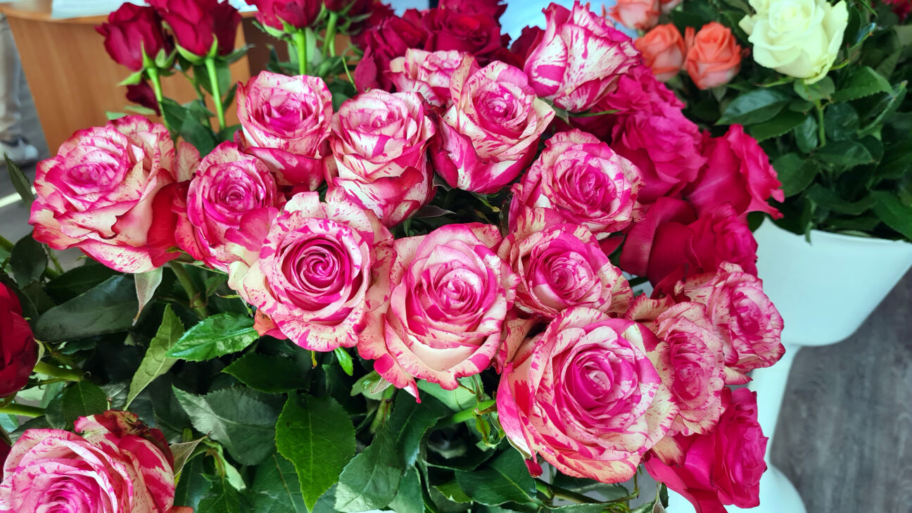 Aicina pieteikt kandidātus Jēkabpils novada apbalvojumiem