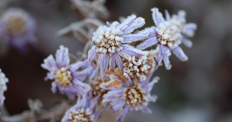 Septembra beigās Latvijā gaidāmas salnas