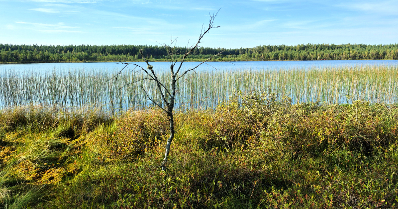 NBS atbalsta kūdras ieguves vietu atjauno&scaron;anu par purvu ekosistēmām