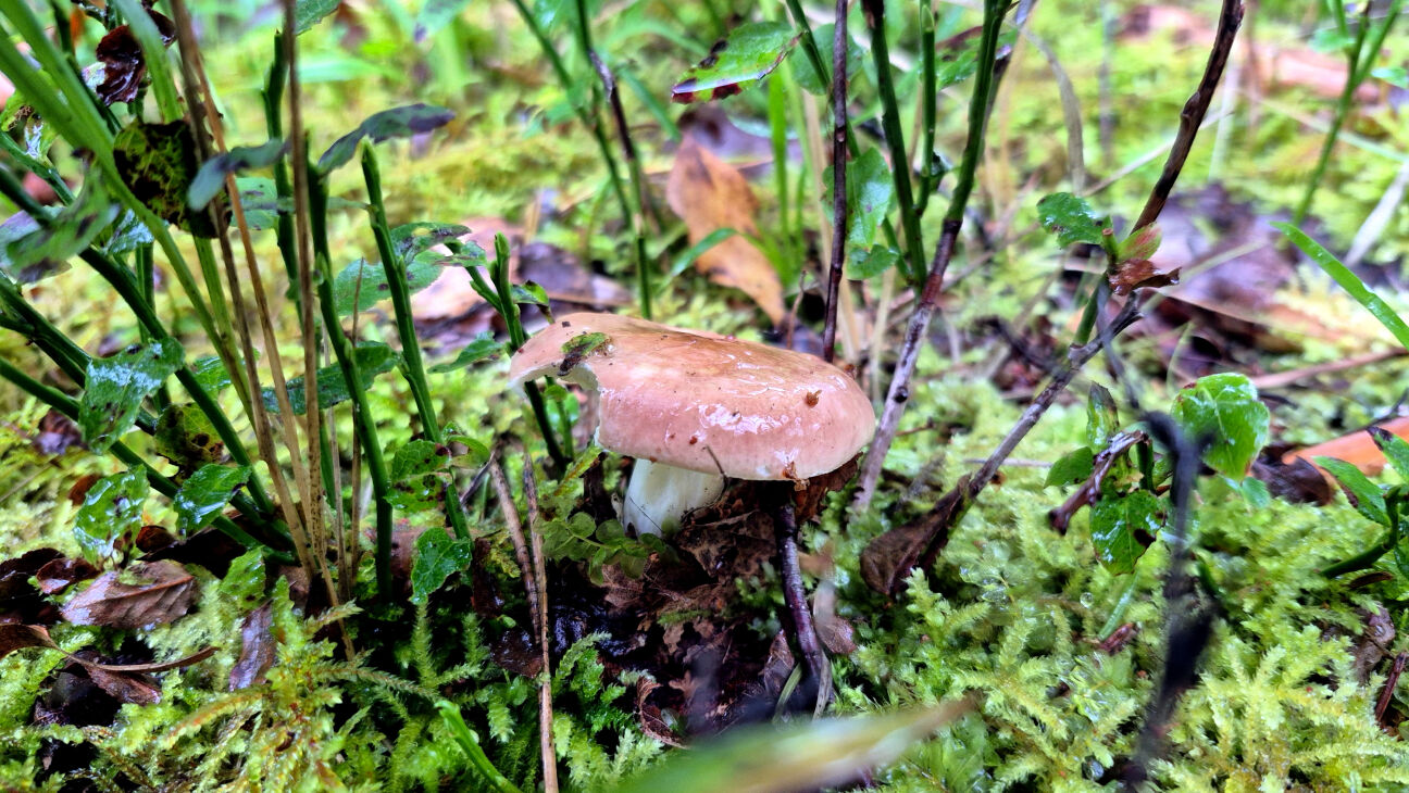 4. oktobrī būs iespēja izzināt sēnes Krustkalnu dabas rezervātā