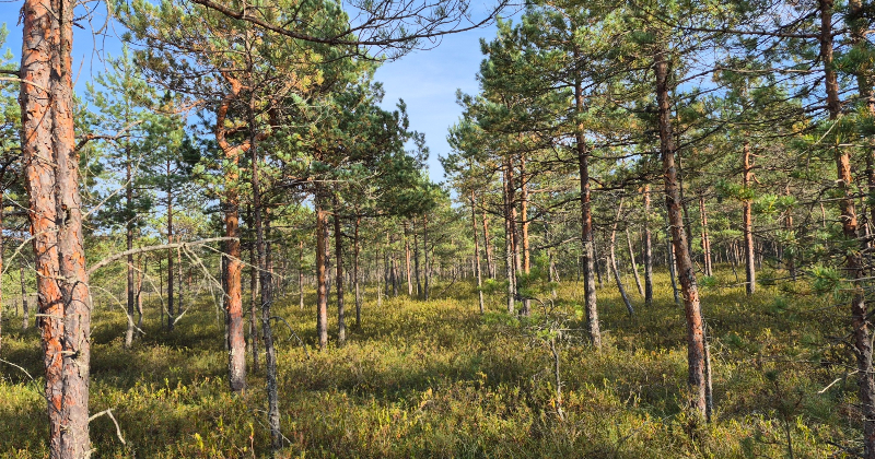 Ugunsdzēsēji trīs stundas meklē purvā apmaldīju&scaron;os cilvēku