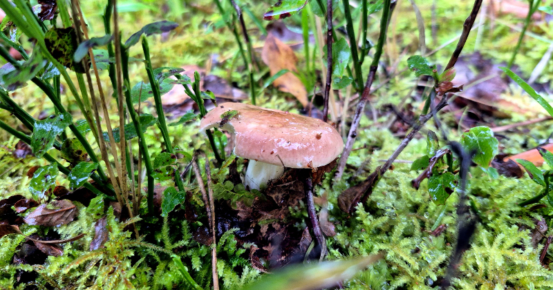 4. oktobrī būs iespēja izzināt sēnes Krustkalnu dabas rezervātā