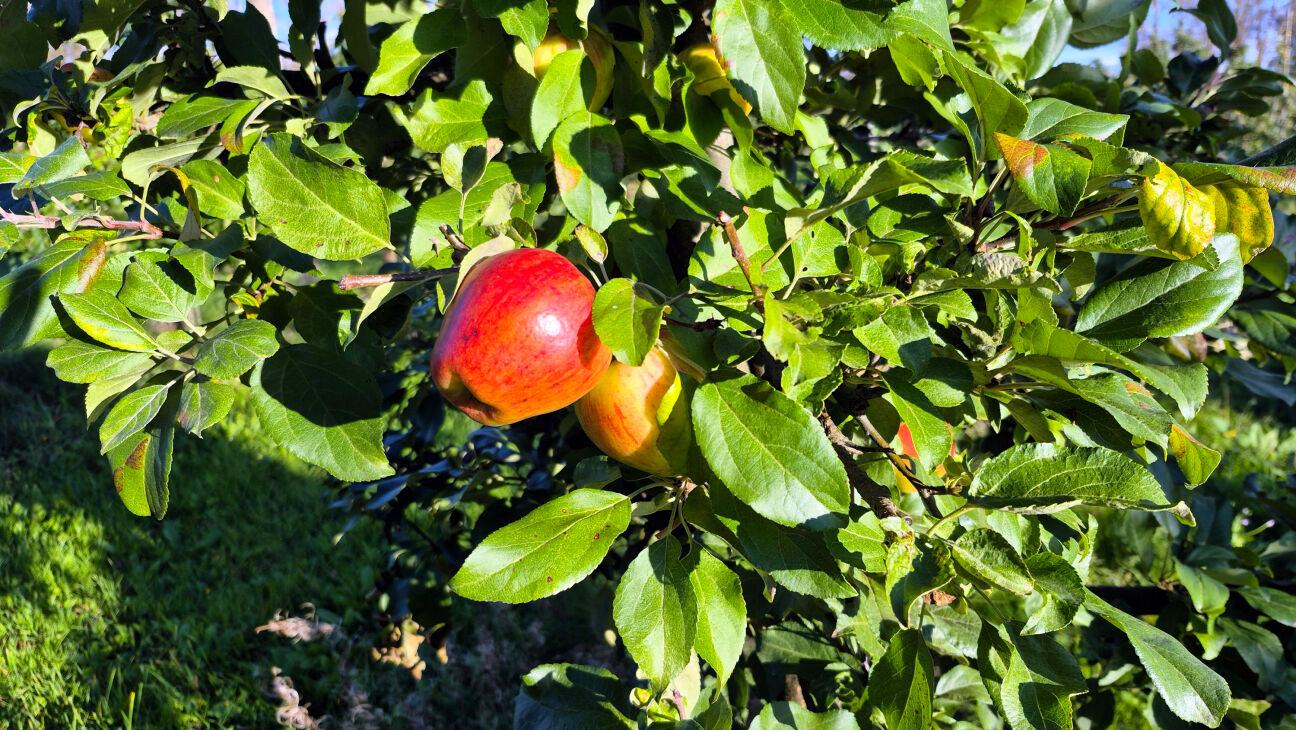 Ābolu audzētājiem un sulu spiedējiem – slikta sezona