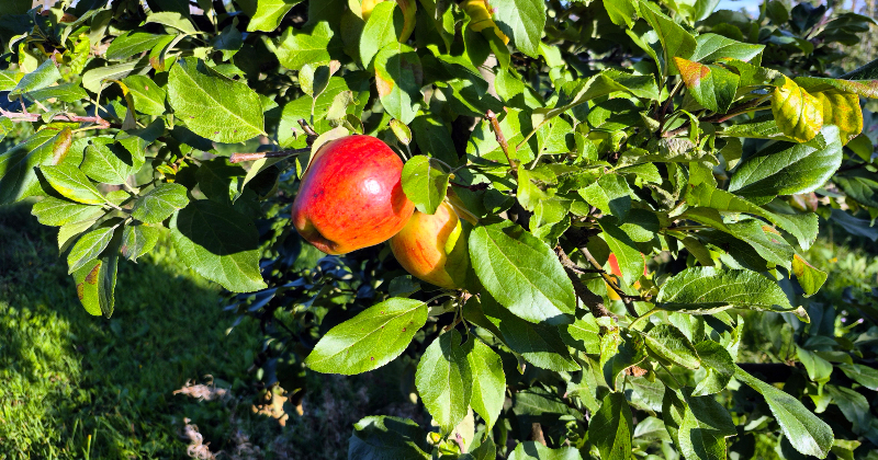 Ābolu audzētājiem un sulu spiedējiem &ndash; slikta sezona