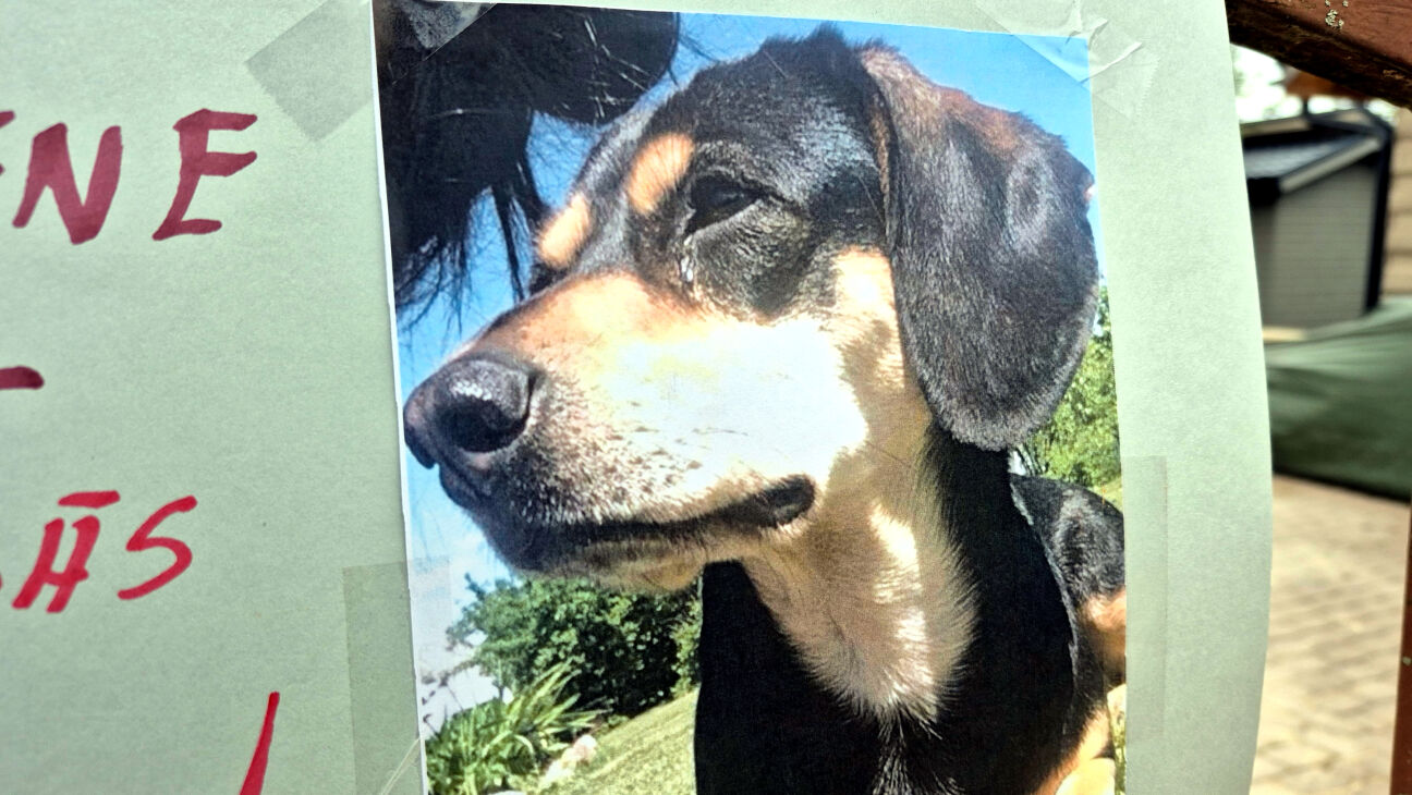 Valsts policija apstiprina divus mājdzīvnieku sašaušanas gadījumus iepriekšējos gados Dārznieku ielas mikrorajonā