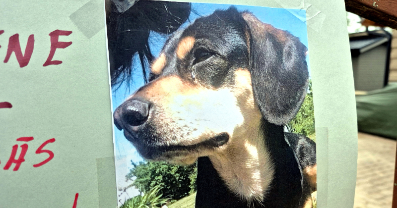 Valsts policija apstiprina divus mājdzīvnieku sa&scaron;au&scaron;anas gadījumus iepriek&scaron;ējos gados Dārznieku ielas mikrorajonā