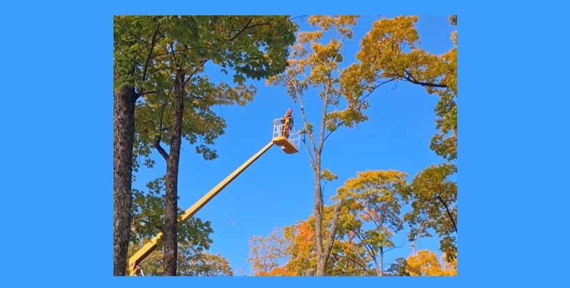 Kena parkā nozāģēti vairāki koki