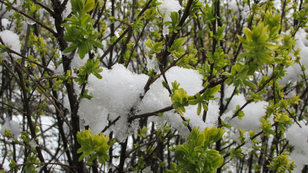 Sinoptiķi prognozē: Latvijā tuvojas pirmais sniegs