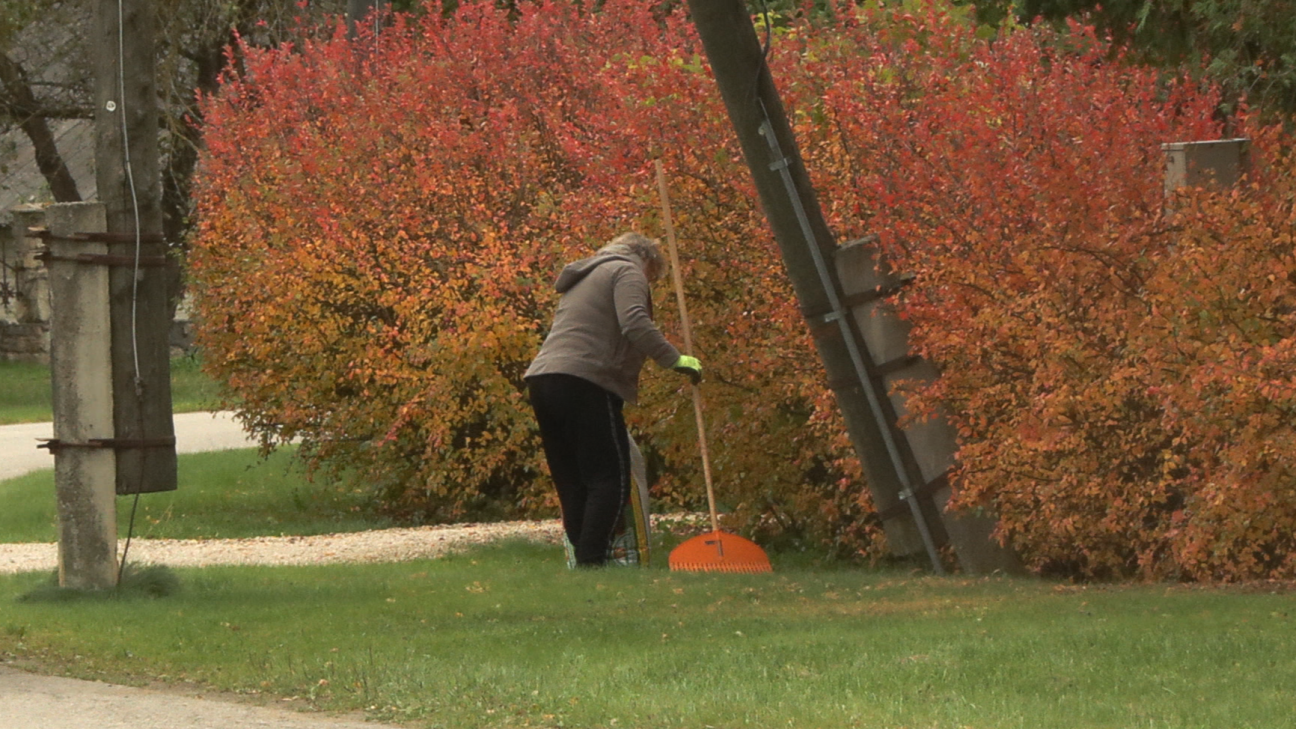 Iedzīvotāji neizpratnē – kā sagrābt lapas, ja tās vēl kokos?