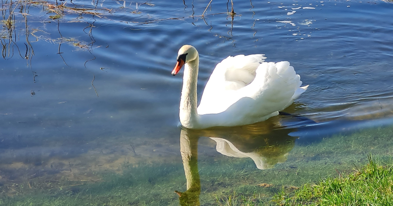 Aizkraukles pusē konstatēts augsti patogēnās putnu gripas gadījums