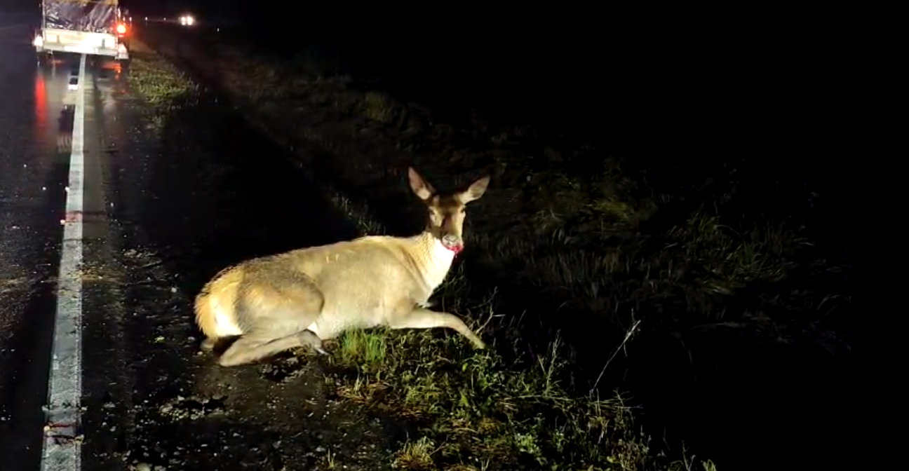 Sēlpils pagastā meža zvērs izraisījis smagu avāriju