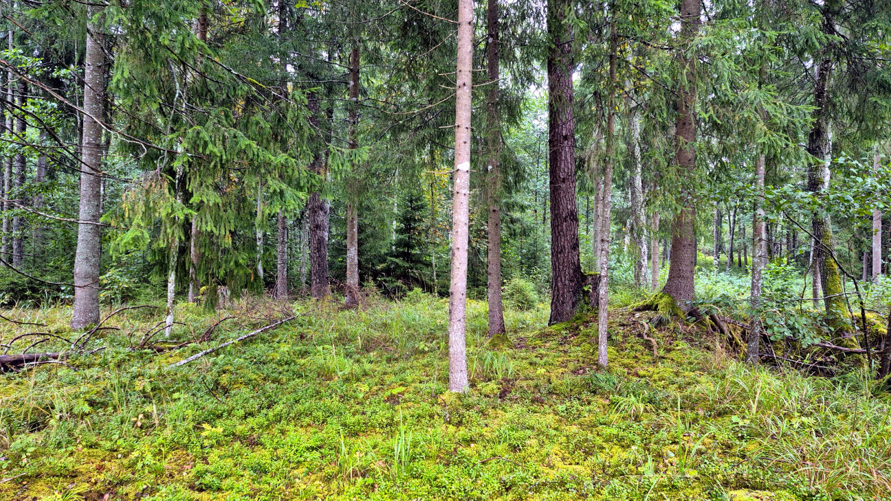 Gārsenes pagastā mežā apmaldās pieci cilvēki
