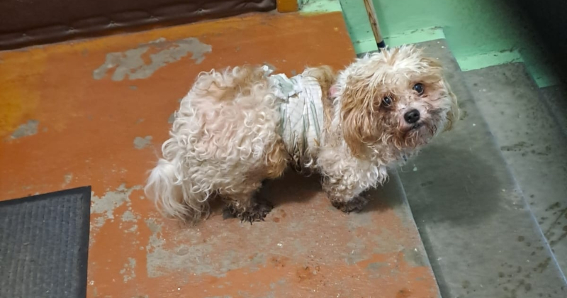 Jēkabpilī, iespējams, apzināti uz ielas izmests smagi slims suns 