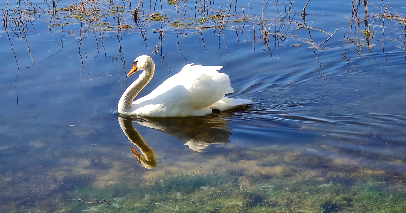 Jersikas pagastā miru&scaron;am gulbim konstatē putnu gripu