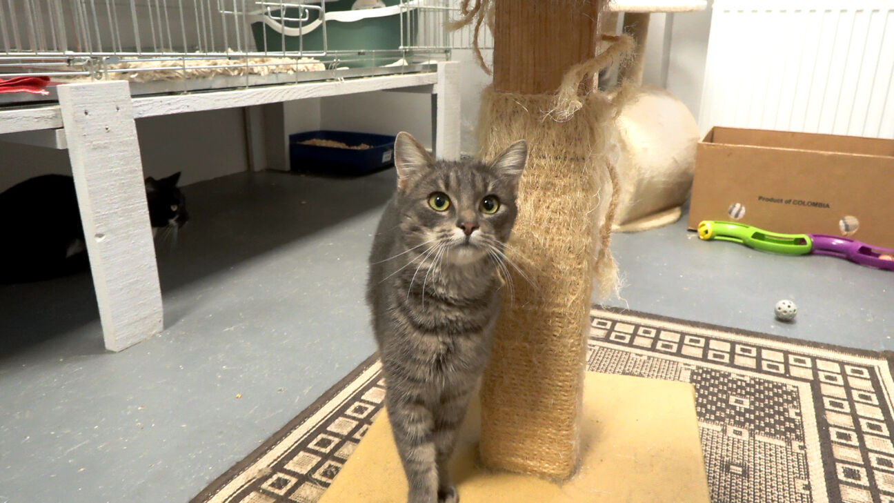 Jēkabpils dzīvnieku patversme pārpildīta – pēc īstām mājām ilgojas teju 100 mīluļu