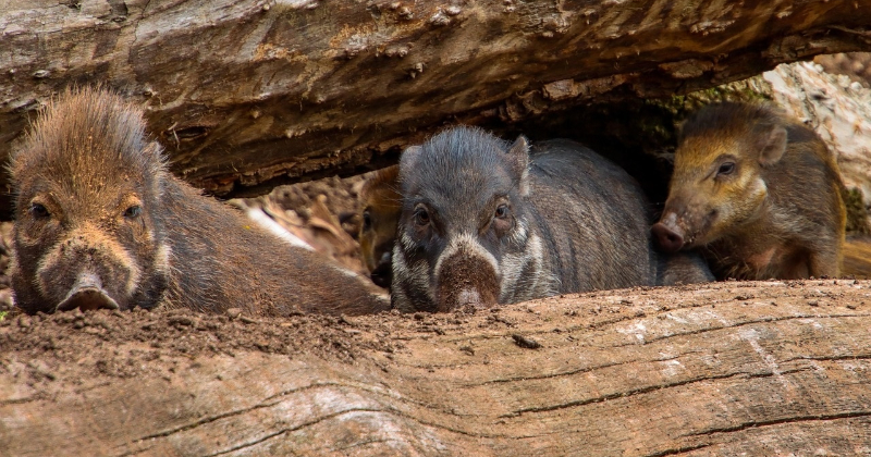 Jēkabpils novadā konstatēts Āfrikas cūku mēris