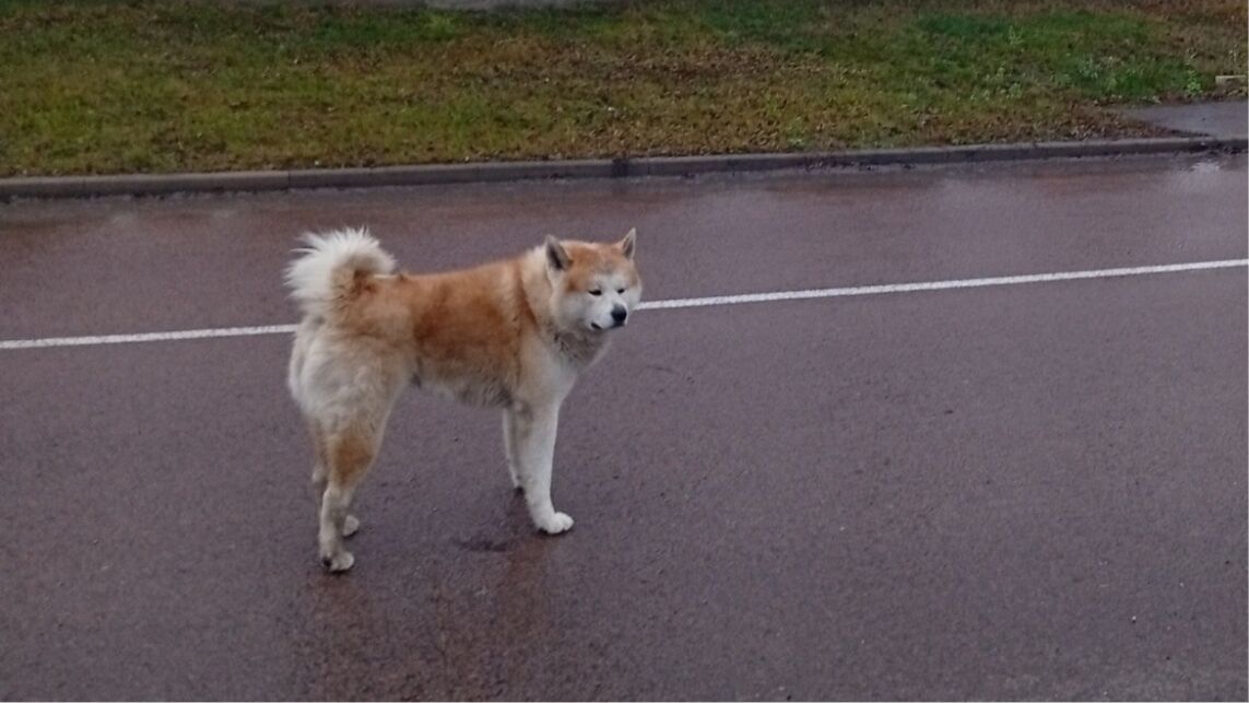 Jēkabpilī klaiņo tramīgs suns – patversme nespēj to notvert jau vairākas nedēļas