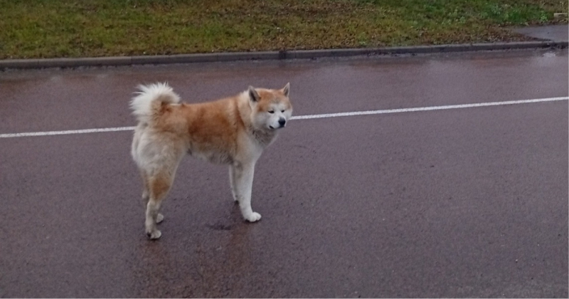 Jēkabpilī klaiņo tramīgs suns &ndash; patversme nespēj to notvert jau vairākas nedēļas
