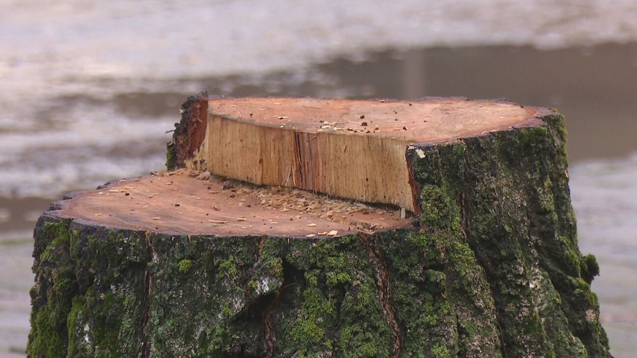 Stāvlaukuma dēļ Pļaviņās plāno nocirst vairāk nekā 200 koku