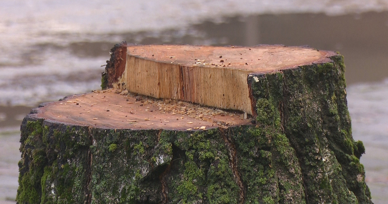 Stāvlaukuma dēļ Pļaviņās plāno nocirst vairāk nekā 200 koku