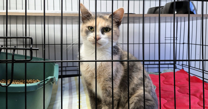 Simtiem Ziemassvētku &ldquo;dāvanu&rdquo; nonāk patversmēs