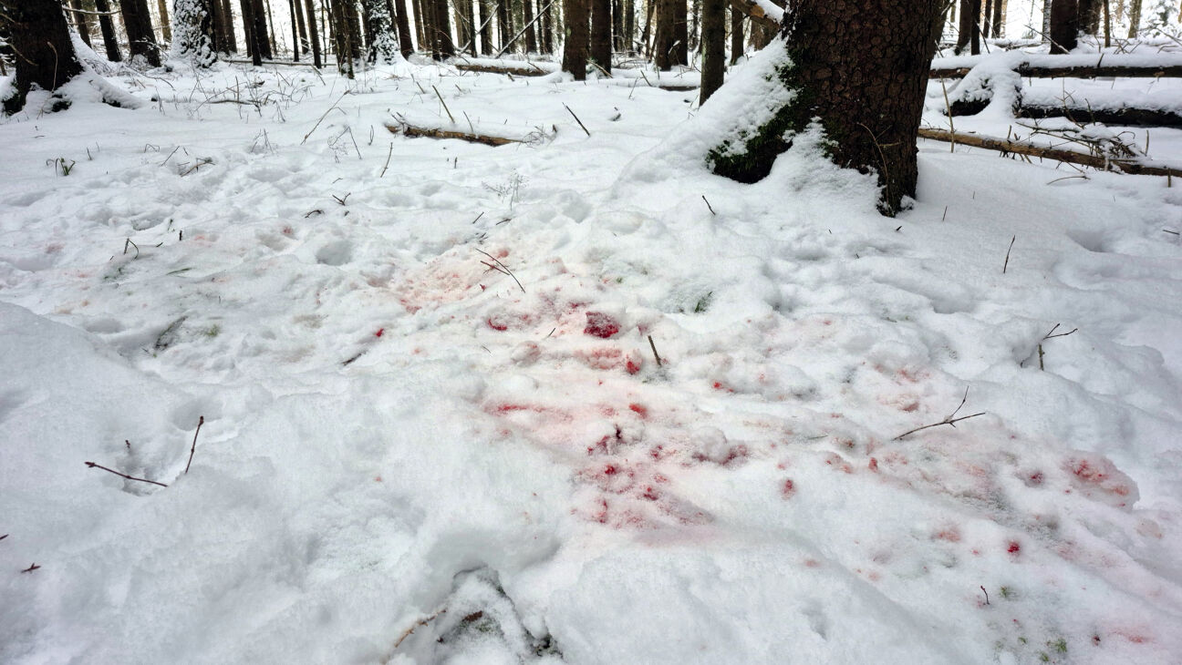 Aknīstes pusē vilki saplosa medību suni