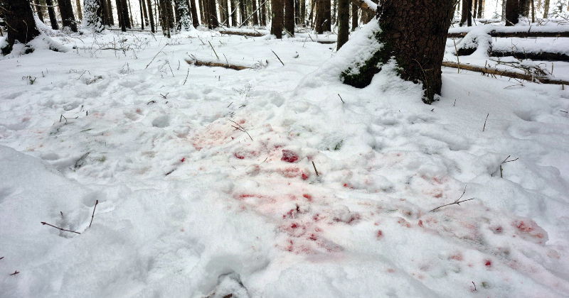 Aknīstes pusē vilki saplosa medību suni