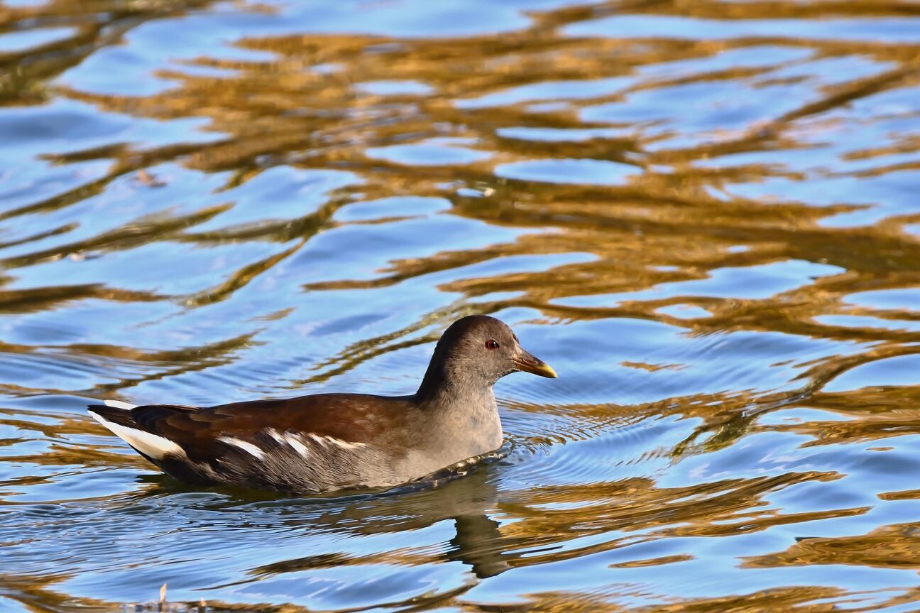 Līdz 2037. gadam aizsargās Klaucānu un Priekulānu ezeru unikālās dabas vērtības