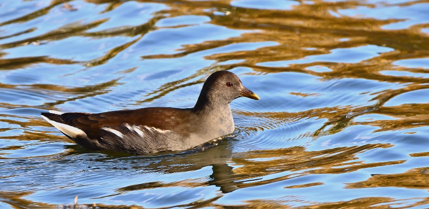 Līdz 2037. gadam aizsargās Klaucānu un Priekulānu ezeru unikālās dabas vērtības
