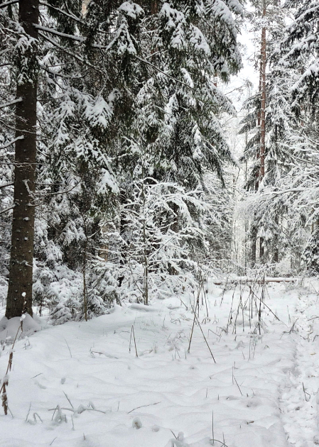 "Stiga RM" darbinieks vienlaicīgi arī neatkarīgs konsultants ZM mežsaimniecības konsultāciju programmā
