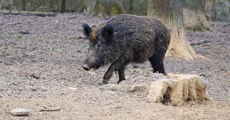 PVD papla&scaron;ina Āfrikas cūku mēra riska zonas Jēkabpils novadā