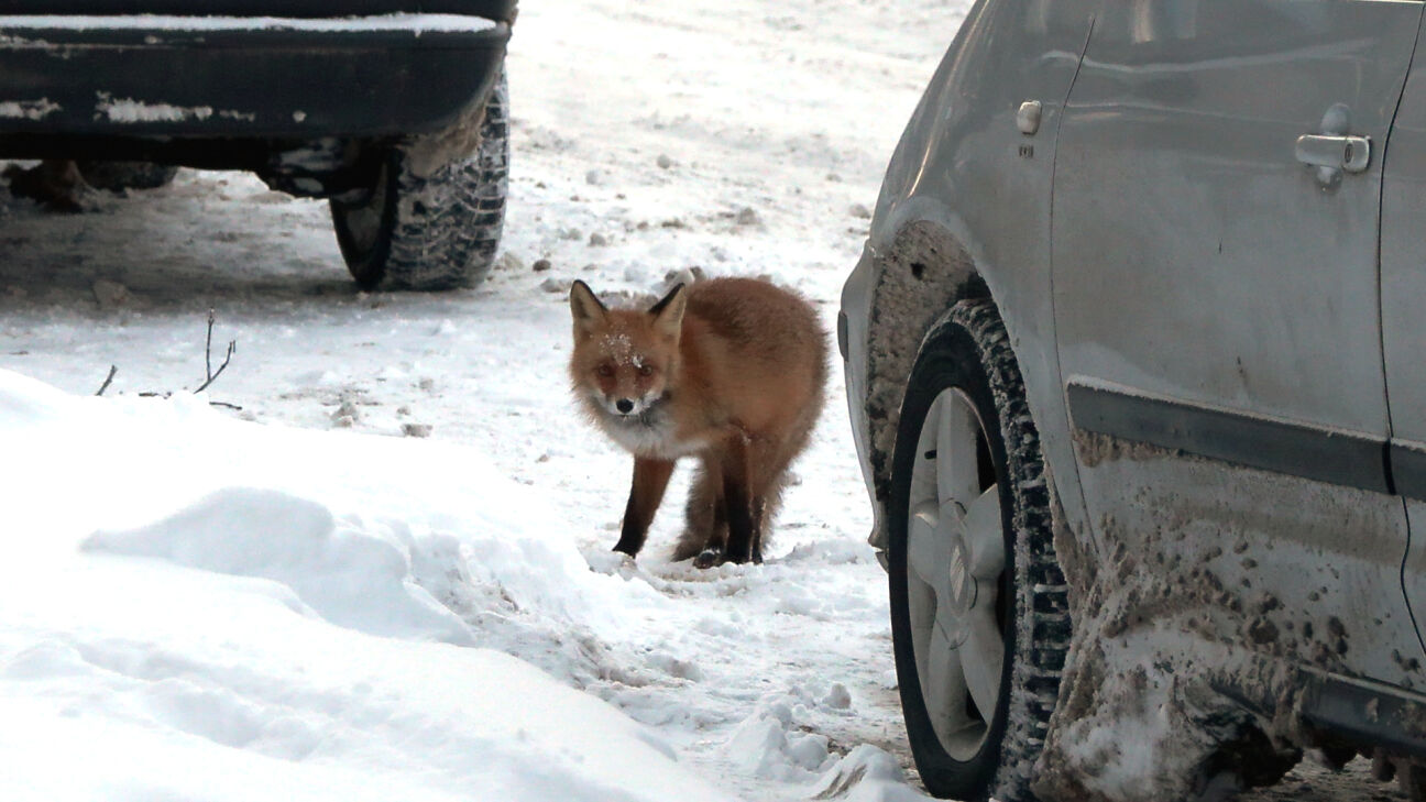Jēkabpilī gar mājām staigā lapsa un apdraud mājdzīvniekus