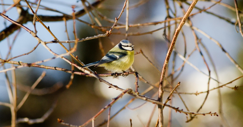 Jēkabpilie&scaron;i aicināti palīdzēt saskaitīt putnus