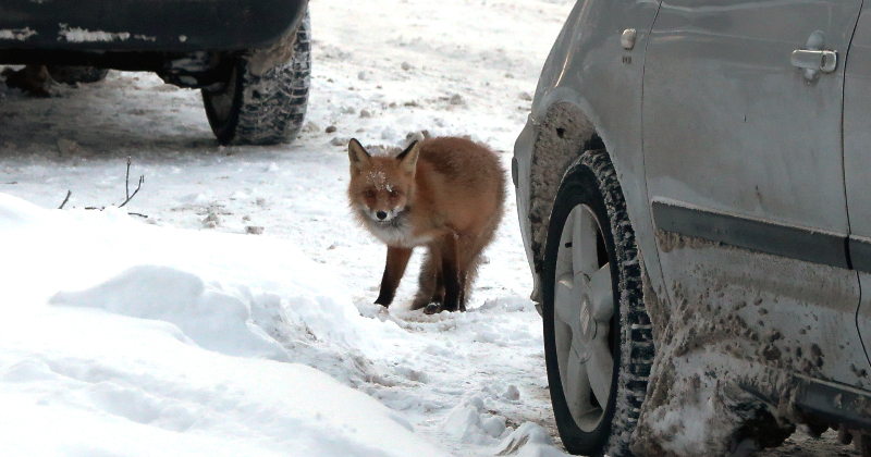 Jēkabpilī gar mājām staigā lapsa un apdraud mājdzīvniekus