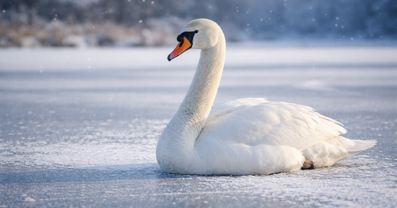 Ieraugot gulbi uz ledus, vispirms pavēro putnu!