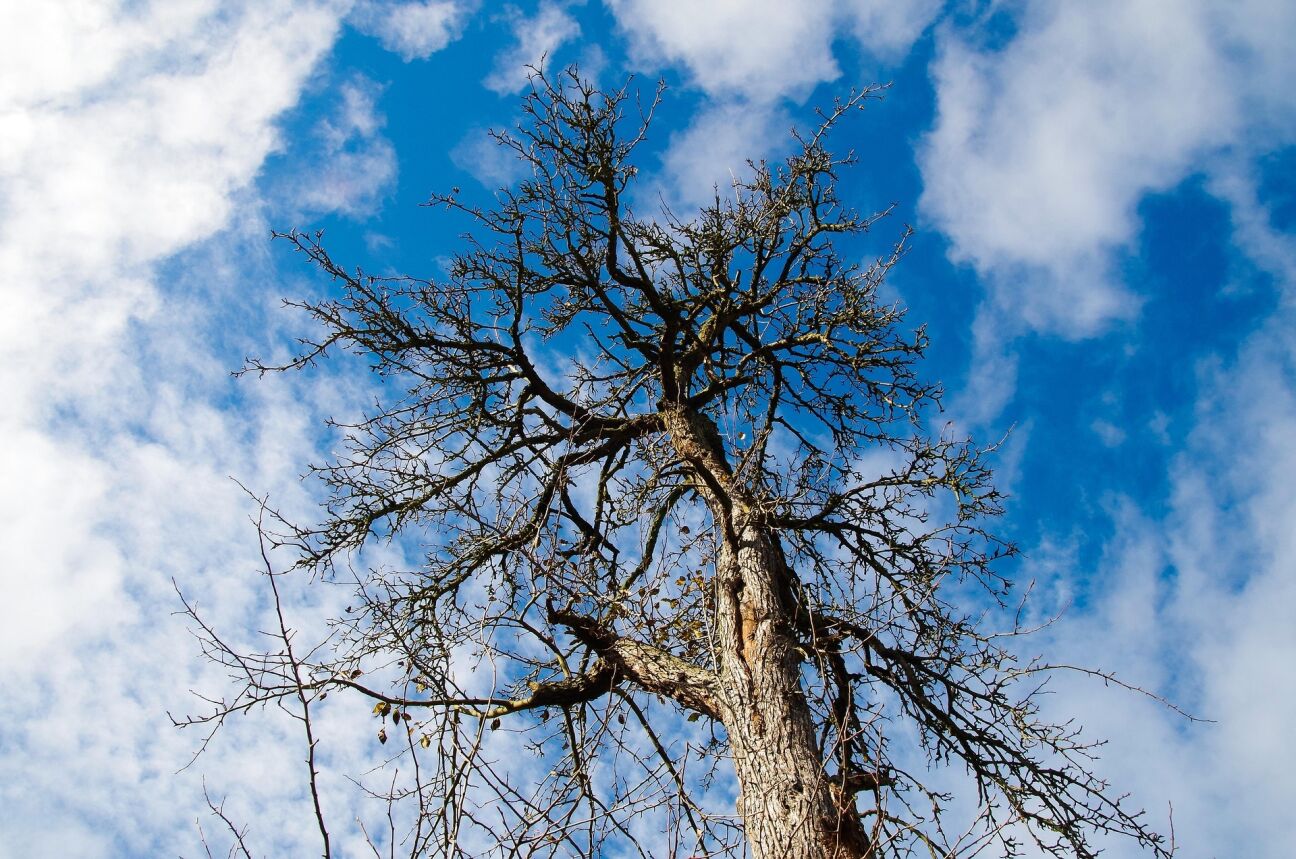 Jēkabpilī plāno nocirst vairāk nekā 50 kokus, iedzīvotāji var ietekmēt lēmumu